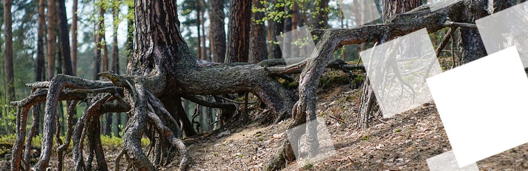 La estructura del nuevo sistema.